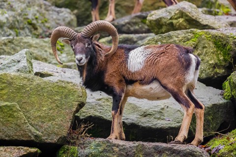 A male European mouflon (Ovis aries musimon) stands on a rocky slope