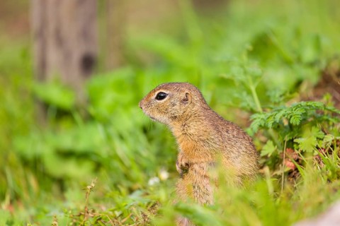 An adult European ground squirrel (Spermophilus citellus) or European souslik sits in green gras