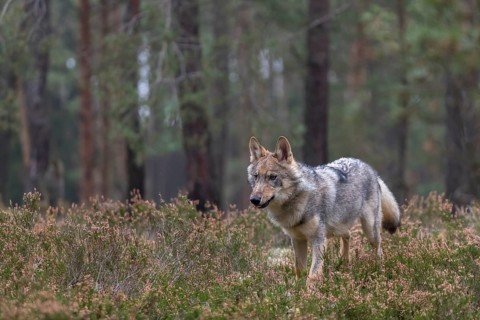 One young male eurasian gray wolf (Canis lupus lupus) running thru a forest with rocks and heather.