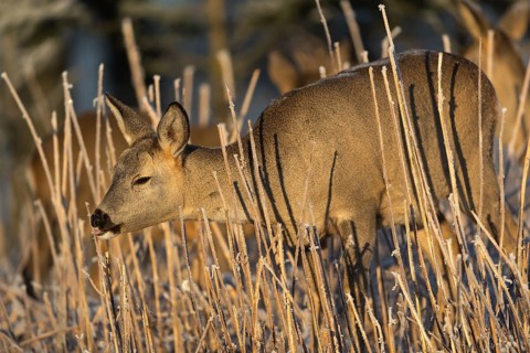 Roe deer standing in hoar frosted dead stinging nettle at minus 15 °C at sunrise. Licking off the