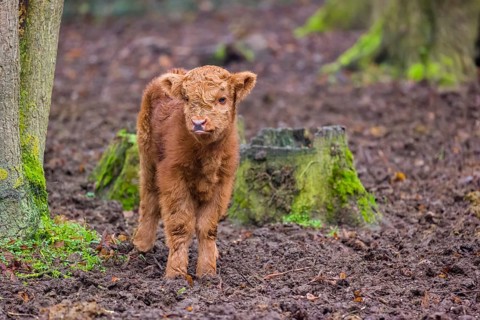 A Highland calf (Bos primigenius taurus) stands in a forest