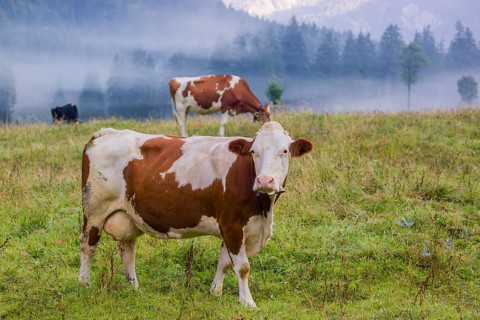 A herd of Holstein Friesian cows stand grazing in a meadow on a foggy day, while an mountain range