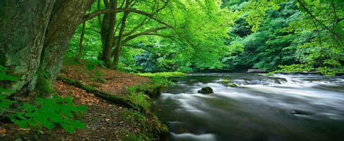 The River Bode with rapids in the Bode Valley between Thale and Treseburg, Harz Mountains,