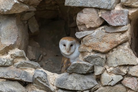 One barn owl (Tyto alba) sitting in a hole in a wall of a ruin of a monastery