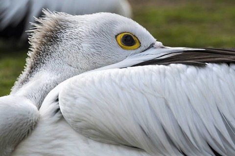 Australian pelican (Pelecanus conspicillatus) resting with bill tucked between wing feathers