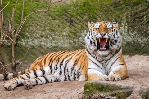 Siberian tiger (Panthera tigris tigris) lying in a forest, captive, incidence in Russia and