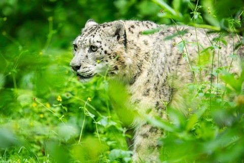 Snow leopard (Panthera uncia syn. Uncia uncia) in the forest, Germany, Europe