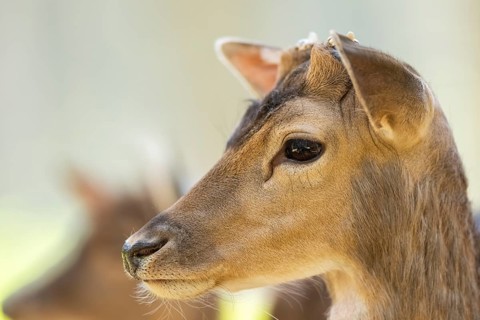 Fallow deer (Dama dama) doe, portrait, in a forest, Bavaria, Germany, Europe