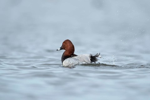 Common pochard duck (Aythya ferina) adult male bird bathing on a lake, England, United Kingdom,