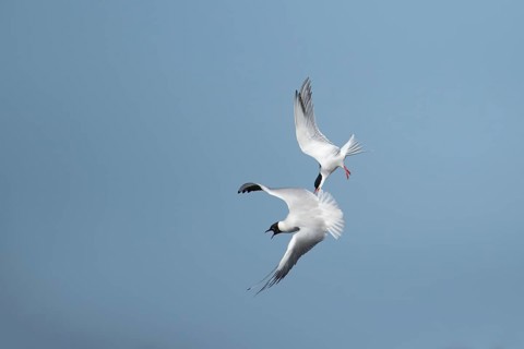 Common tern (Sterna hirundo) adult bird flying attacking a Black-headed gull (Chroicocephalus