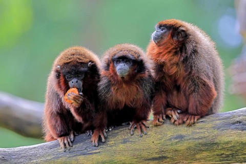 Coppery titi (Plecturocebus cupreus, Syn.: Callicebus cupreus), three coppery titi, group, feeding,