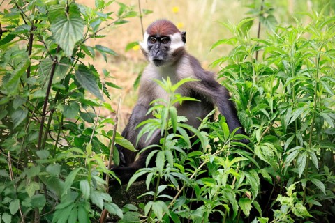 Red-crowned mangabey (Cercocebus torquatus), adult vigilant