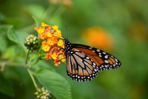 Monarch butterfly (danaus erippus, the sister species of Danaus plexippus) on a spanish flag