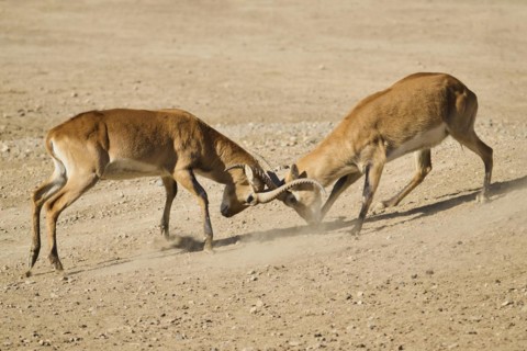 Southern lechwe (Kobus leche) arguing with each other walking in the dessert, captive, distribution
