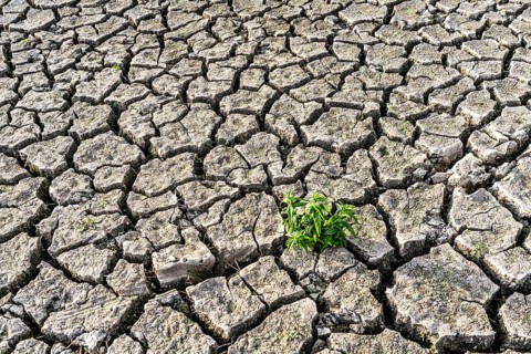 Dry soil, cracked, only a few weeds growing out of the ground, dried-up riverbed, in a side arm of