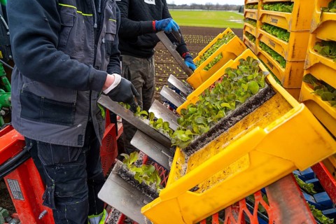 Lettuce plants, in press pots, they are planted in a field with a planting machine, agriculture,