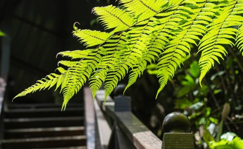 Ornamental fern leaves over the bridge in jungle