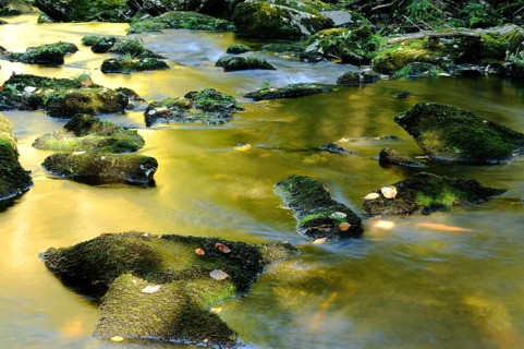 Stream with moss-covered stones in a forest in autumn, the water shines golden, Saußbachklamm,