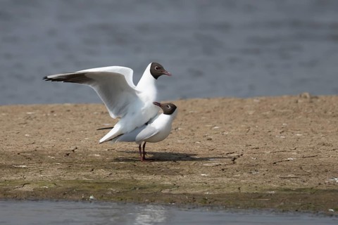 Black headed gull (Chroicocephalus ridibundus) two adult birds mating on an island by a lagoon,