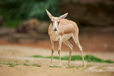 Close-up of a blackbuck (Antilope cervicapra) female in late summer, captive