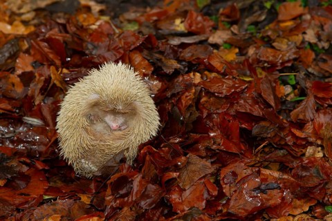 European hedgehog (Erinaceus europaeus) albino adult animal resting on fallen autumn leaves,