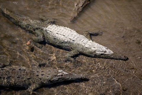 American crocodile (Crocodylus acutus) swimming in the water, from above, Rio Tarcoles, Carara