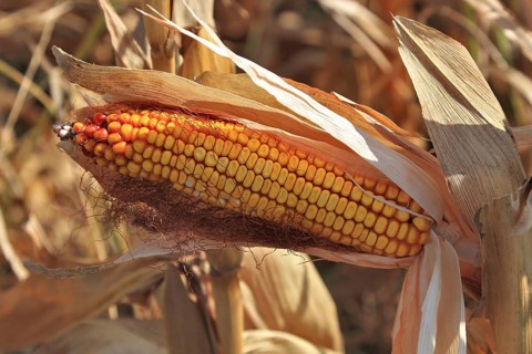 Romania, near Giurgiu in the south of the country, maize ripe for the corn corn cob harvest, Europe