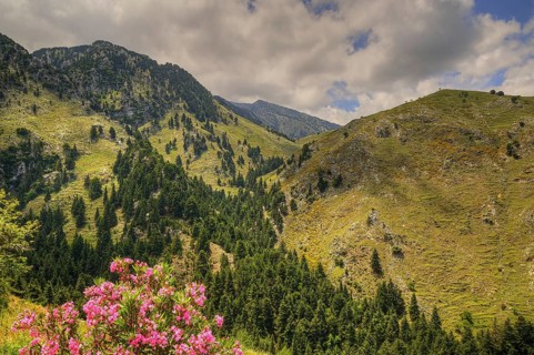 Blooming flowers in front of a picturesque mountain landscape with trees and blue sky, Lefka Ori,