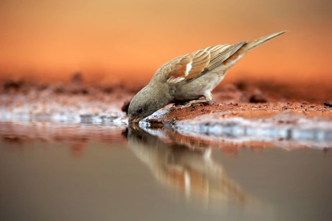 Northern grey-headed sparrow (Passer griseus), adult, at the water, drinking, Kruger National Park,