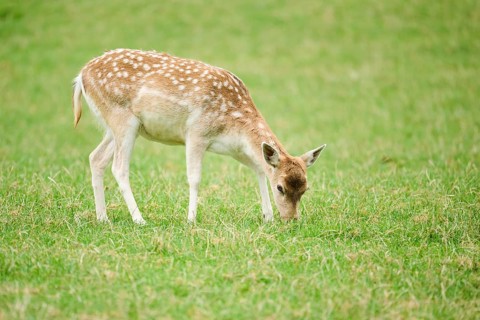 European fallow deer (Dama dama) hind standing on a meadow, tirol, Kitzbühel, Wildpark Aurach,