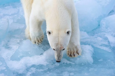 Polar bear (Ursus maritimus) on the pack ice at 82 degrees north, Spitsbergen Island, Svalbard and