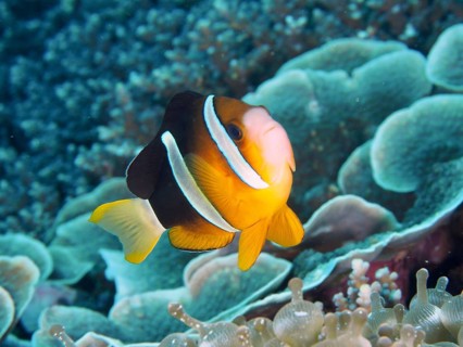 A bright Clark's anemonefish (Amphiprion clarkii) swimming over a coral reef, dive site Toyapakeh,