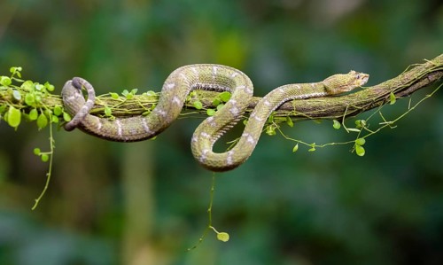Griffin-tailed lance adder (Bothriechis schlegelii), green variety, sitting on a branch, Heredia