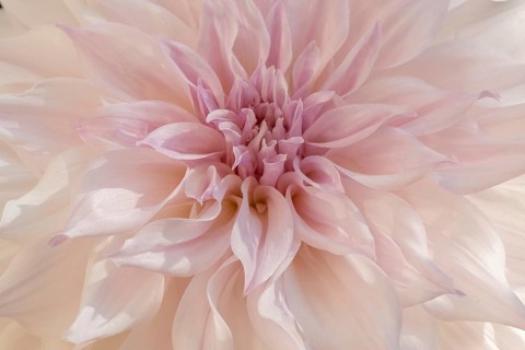 Cafe au Lait dahlias flower blossoms in a public garden. Close-up dahlias, daylight. Selestat, Bas