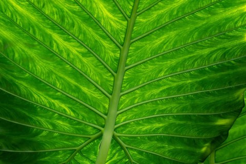 Detailed green leaf with pronounced veins and lively structure, Princess of Wales Conservatory,