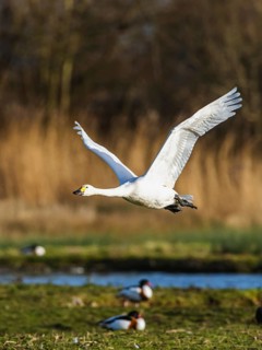 Tundra Swan, Bewick's Swan, Cygnus columbianus in flight at winter in Slimbridge, England, United