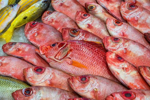 Red Sea Fish, Fish Market in Hurghada, Egypt, Africa