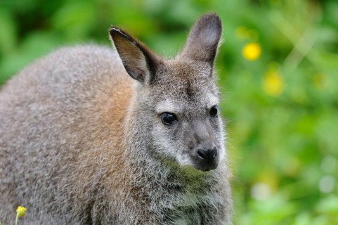 Kangaroo in natural environment with attentive expression and green background, red-necked wallaby