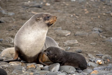 Young seal with mother on the beach Salisbury Plane South Georgia Antarctica