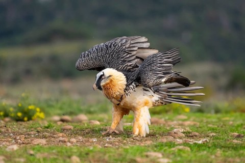 Bearded Vulture (Gypaetus barbatus) adult bird, Pyrenees, Lleida, Spain, Europe