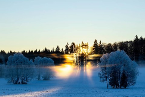 Birches (Betula), birch family (Betulaceae), sunlit veil of mist, light refraction, sun rays in
