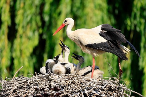 White stork (Ciconia ciconia), adult, juvenile, chick, nest, family, Heidelberg, Germany, Europe