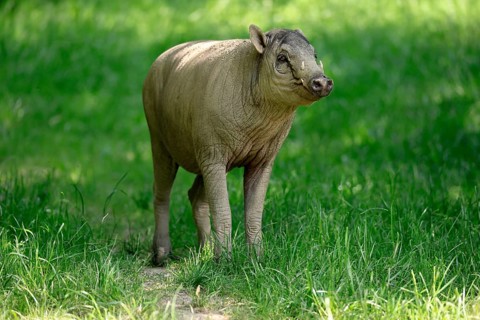 Deer boar (Babyrousa), juvenile, male, Sulawesi