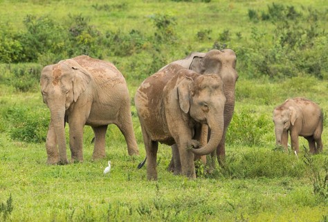 Indian elephants (Elephas maximus indicus), Khiri Khan, Hua Hin, Kui Buri National Park, Thailand,