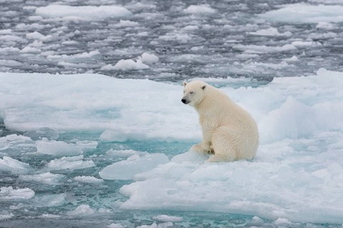 Polar bear (Ursus maritimus) on the pack ice at 82 degrees north sitting on an ice floe, Svalbard