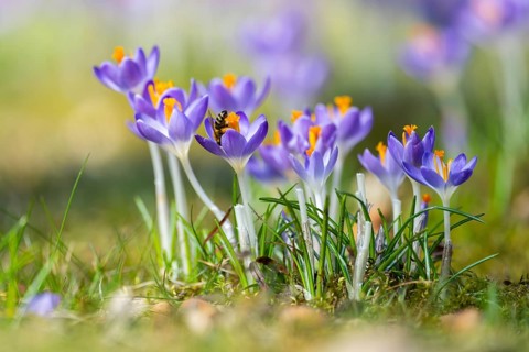 Flowering crocuses (Crocus) in the garden in springtime on a sunny day, Bavaria, Germany, Europe