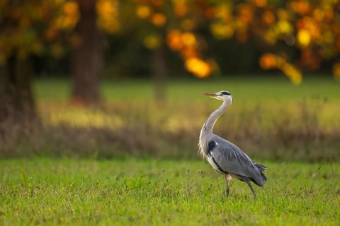 Grey heron (Ardea cinerea), animal portrait, autumn, Rosensteinpark, Stuttgart, Baden-Württemberg,