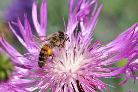 European honey bee (Apis mellifera), collecting nectar from a flower of lavender (Lavandula