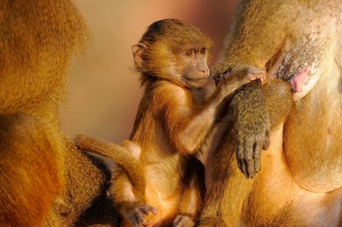 A baboon cub clings protectively to its mother, showing the familial bond and care in the animal