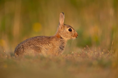Rabbit (Oryctolagus cuniculus) wild adult animal resting in grassland, England, United Kingdom,
